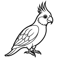Cockatiel on white background