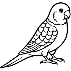 Budgerigar on white background