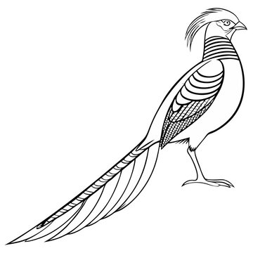Golden Pheasant 