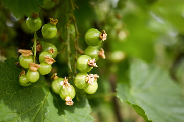 Unripe red currant or Ribes Rubrum berries on branch close up of sweet red currant cluster ready to harvest. Selective focus shot with copyspace.