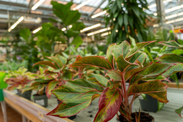 Obraz premium A rich display of assorted houseplants