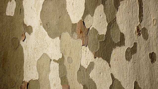 Platanus tree bark texture