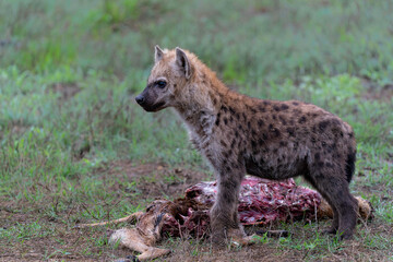Spotted Hyena cub at the den. The adult hyena did bring a prey to the den and a young cub was...