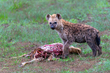 Spotted Hyena cub at the den. The adult hyena did bring a prey to the den and a young cub was comming out in the early morning  in a Game Reserve in the Greater Kruger Region in South Africa
