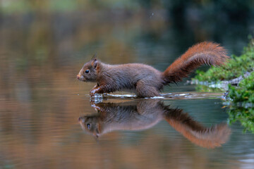 Eurasian red squirrel (Sciurus vulgaris) searching for food in winter in a pool in the forest of Drunen, Noord Brabant in the Netherlands.