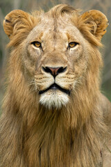 Fototapeta premium The Lion King. Portrait of a male lion (Panthera leo) in Hluhluwe National Park in South Africa