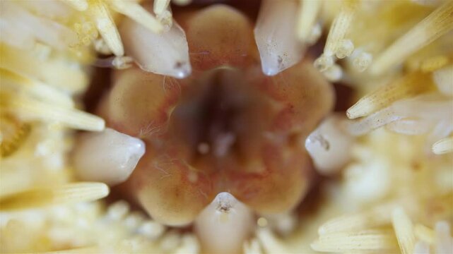 Oral side of sea urchin strongylocentrotus pallidus under microscope, phylum Echinodermata. Movement of teeth that grind food is visible, ambulacral legs and pedicellariae. White Sea