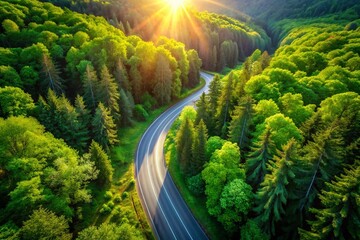 Sunny Summer Aerial: Asphalt Road Winding Through Lush Green Forest