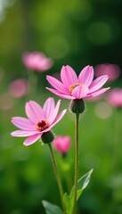 Fototapeta premium Soft pink Pulsatilla blooms against a backdrop of greenery, spring bloom, pink flowers, pastel colors