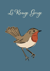 Illustration - oiseau Rouge Gorge