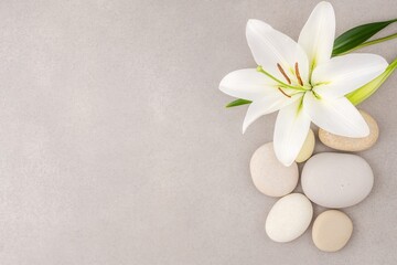 Elegant White Lily Flower and Smooth Pebbles on a Soft Gray Background