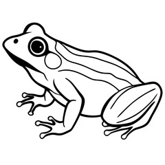 Frog on white background