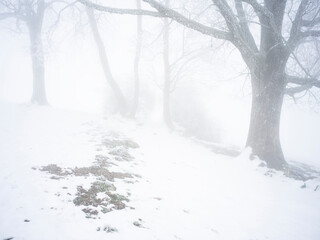 Tree in the fog with snow at Macolin, Bern canton, Switzerland