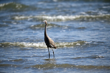 Blue Heron in the Gulf of Mexico Surf