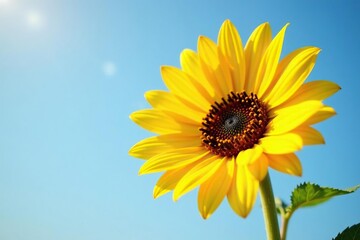 Obraz premium Sunflower with delicate petals and soft texture, bloom, petals, bright yellow