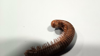Millipedes on the floor