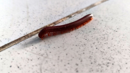 Millipedes on the floor