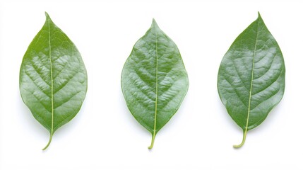 Obraz premium Three Vibrant Green Leaves Isolated on White Background for Nature Themes
