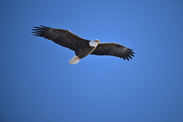 bald eagle in flight