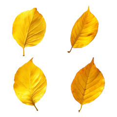 Fototapeta premium Golden Autumn Leaves: A Close-Up View of Four Vibrant Yellow Leaves