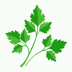 cilantro white background