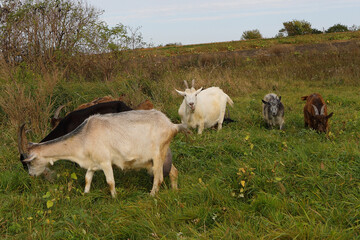 goat on the meadow, farm, domestic animals