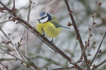 Naklejka premium Blaumeise, Meisen, Blaumeise im Winter, Gartenvögel, heimische Singvögel, 