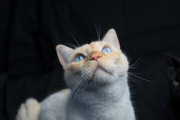 white cat with blue eyes