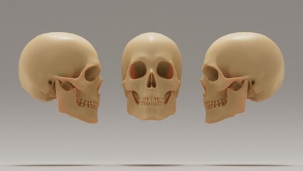 Realistic Human Skull 3D Rendering | High-Quality Medical and Artistic Illustration