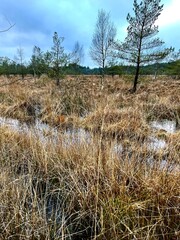 reeds on the bank of lake