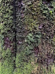 green moss on the bark