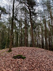 forest in the autumn