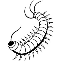 Millipede on white background
