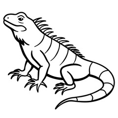 Iguana on white background