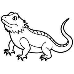 Bearded Dragon on white background