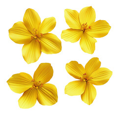 Obraz premium Vibrant Yellow Flowers: A Close-Up Study of Four Blooming Cosmos