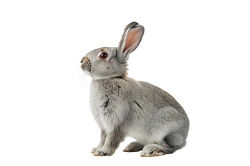 Obraz premium Gray Rabbit on White Background – Adorable and Alert Fluffy Bunny on Transparent Background