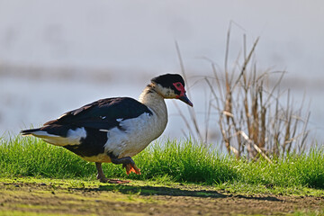 Muscovy Duck aka  Cairina moschata