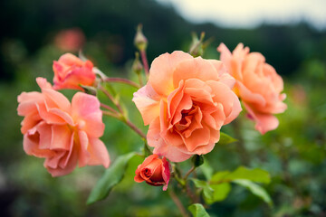 Beautiful orange rose on a green background. Close up.