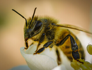 bee on flower