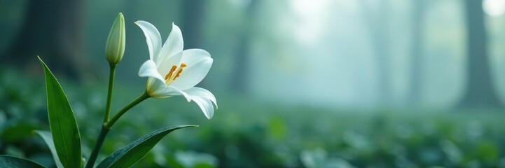 Naklejka premium Pure white lily stem with glossy leaves in the fog, pure lilies, frozen foliage, misty bloom