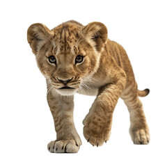 Adorable Lion Cub Close-Up: A Majestic Young King