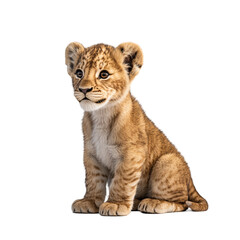 Obraz premium Adorable Lion Cub: A Captivating Portrait