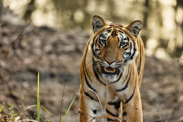 Bold and beautiful tiger at Tadoba National Park staring at the visitors who are in the jeep. One of the Most Bold and Ferocious Majestic Male Tiger head on shot	
