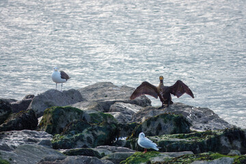 cormorant phalacrocorax carbo perched on rocks in the sea drying wings