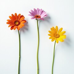 A delicate floral arrangement of three colorful wildflowers on long, slender stems against a pristine white surface, floral arrangement, nature