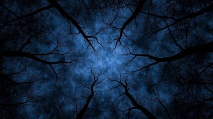 Obraz premium Night Sky Through Dark Winter Tree Branches