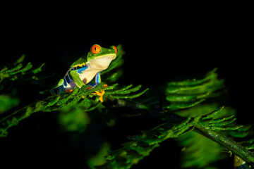 Red-eyed Tree Frog on a Branch at Night in Costa Rica Rain Forest