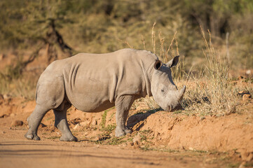 Obraz premium White rhino walking across a dirt road