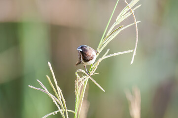 Bronze manakin perched on tall grass